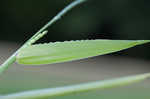 Broadleaf signalgrass